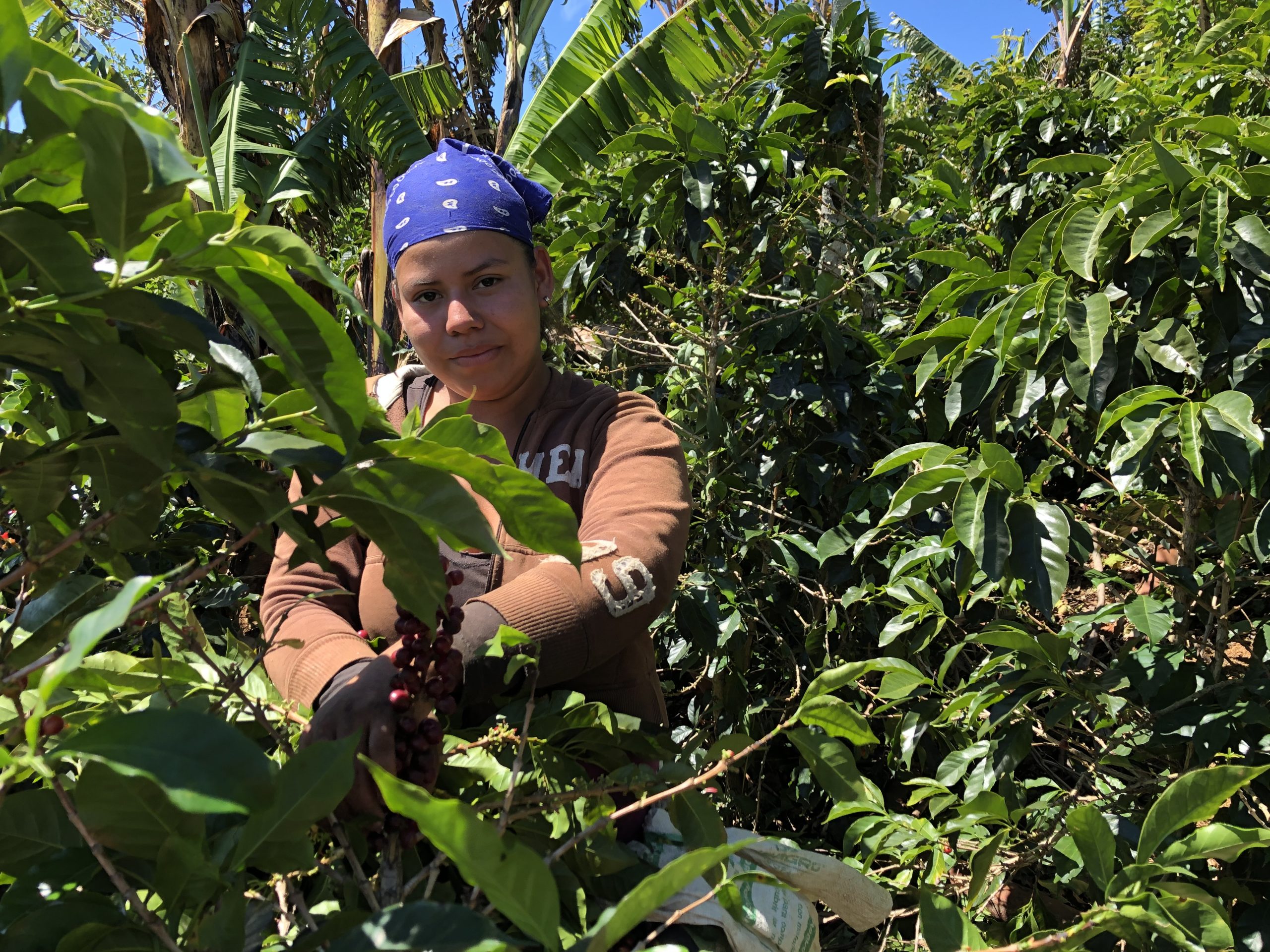 Santa Rosa - Catuai - Caturra - Lavé