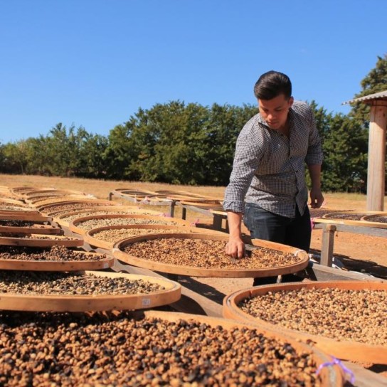 Daterra-experimental-coffee-trays-544x544